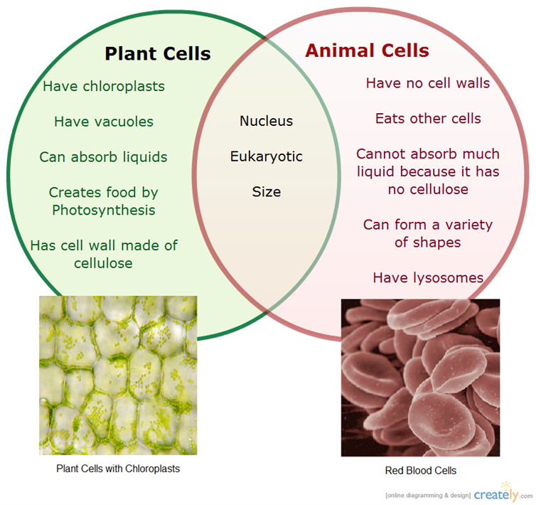 Difference Between Animal Cell And Plant Cell Ppt PPT Identifying 